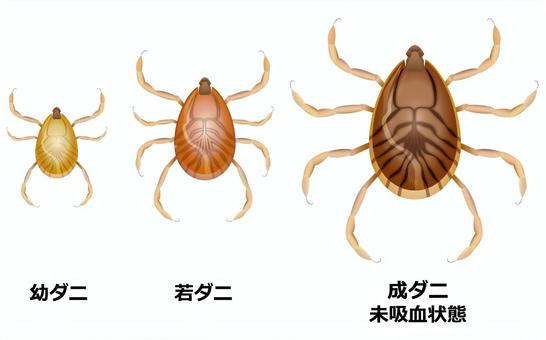 車のダニ退治・対策方法！車の中、シートなどにダニはいる