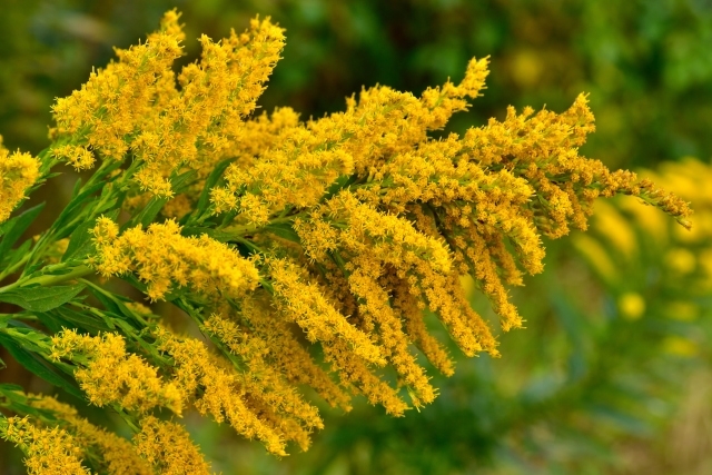 ブタクサなど秋花粉に要注意！喉の痛みや家の中での花粉症状の正体